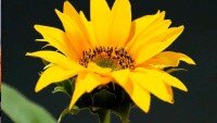 Veo generated video example, Sunflower